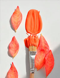 Каталог монс